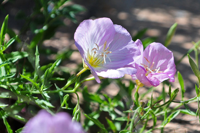 Oenothera speciosa, Mexican Evening Primrose